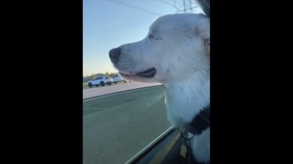 Blind dog can tell when they're headed to her favorite place