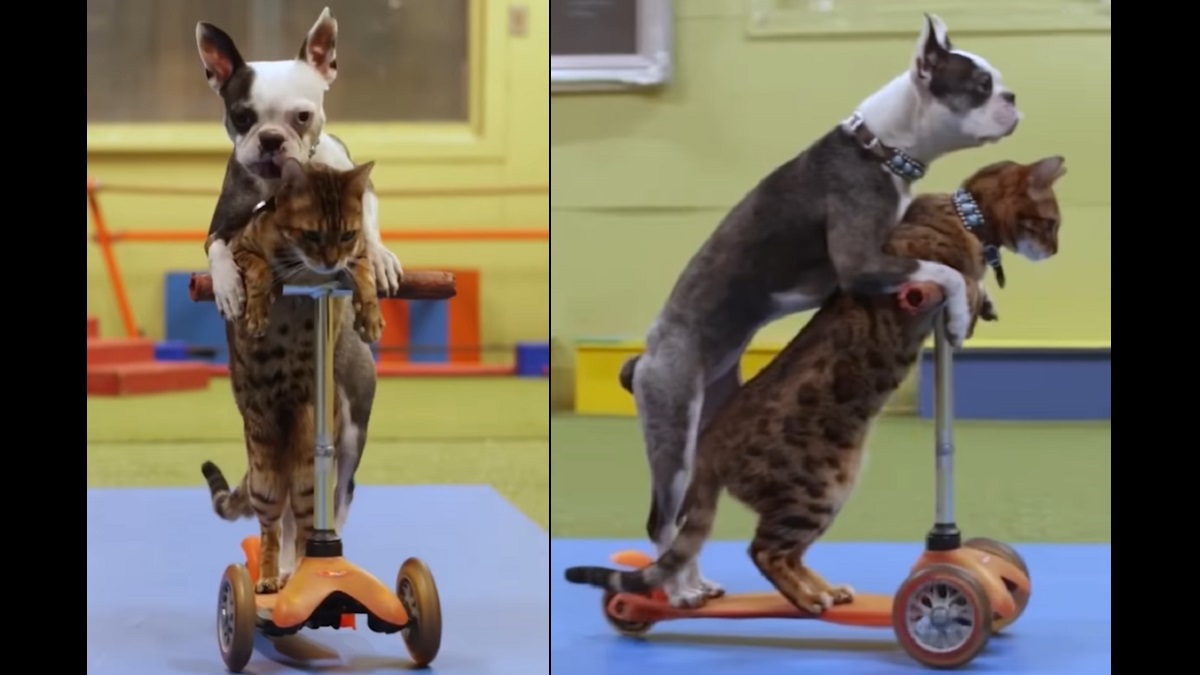 Cat and Dog Team Up for Scooter-Riding World Record