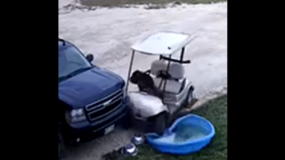Dog Crashes Golf Cart into Truck
