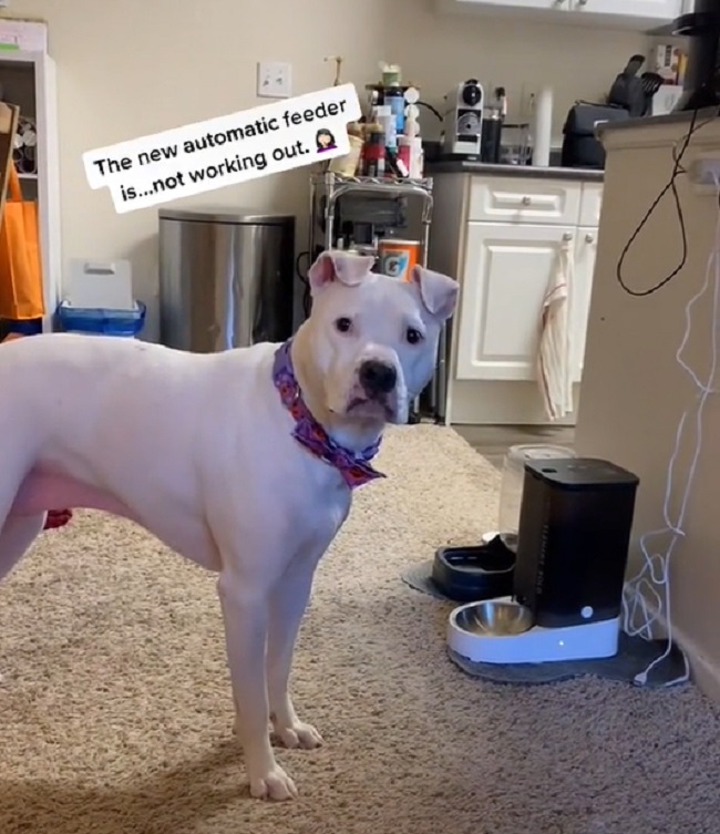 Dogs Have the Funniest Reactions over Human's Bark and Automatic Feeder 