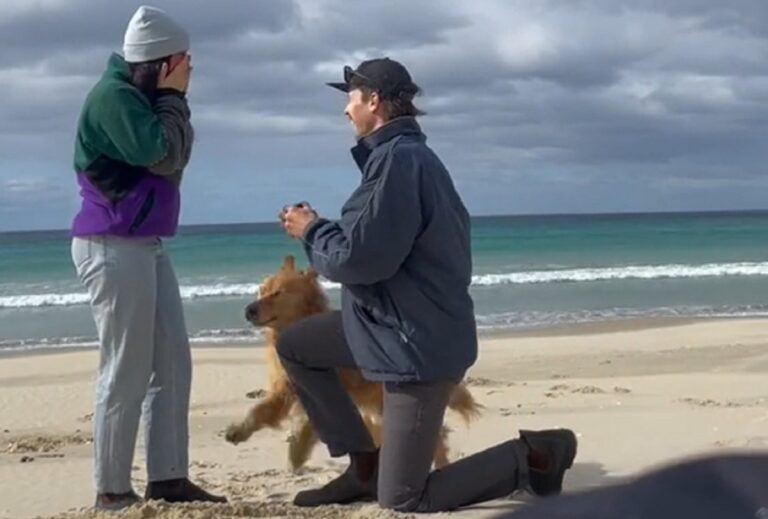 Golden Retriever Does Heart-shaped Zoomies When Parents Get Engaged