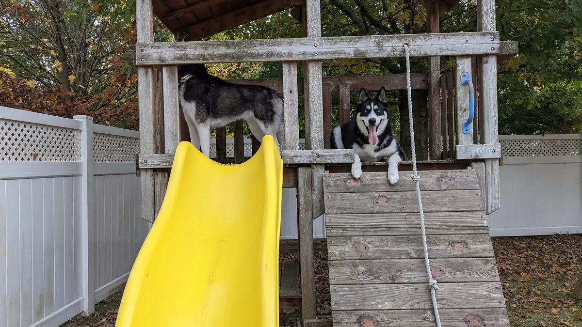 New Home's Playground Becomes Dogs' Favorite Spot