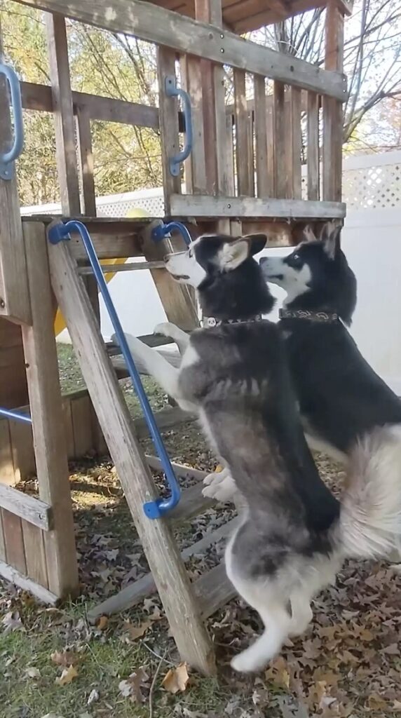 New Home's Playground Becomes Dogs' Favorite Spot 