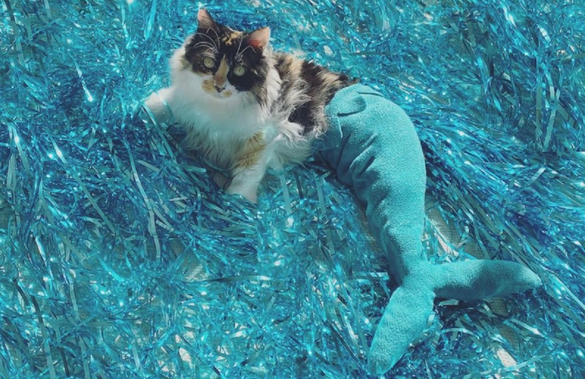 Sally the Mermaid Cat