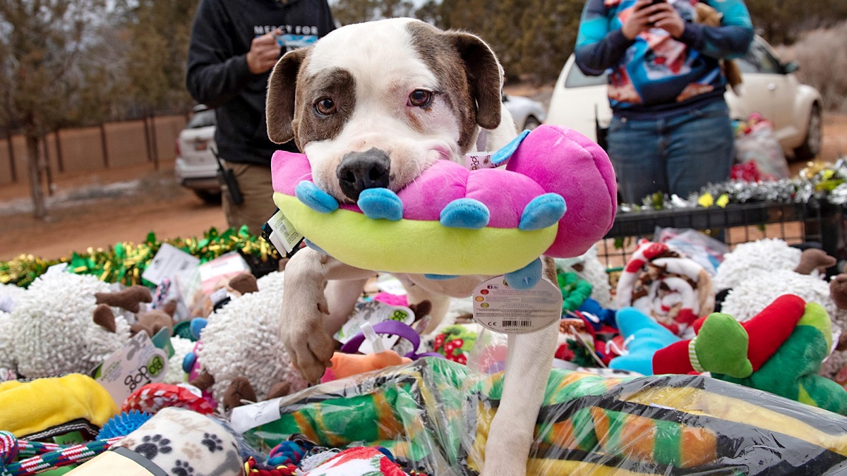 Shelter Dogs Excitedly Choose Toys From Christmas Sleigh