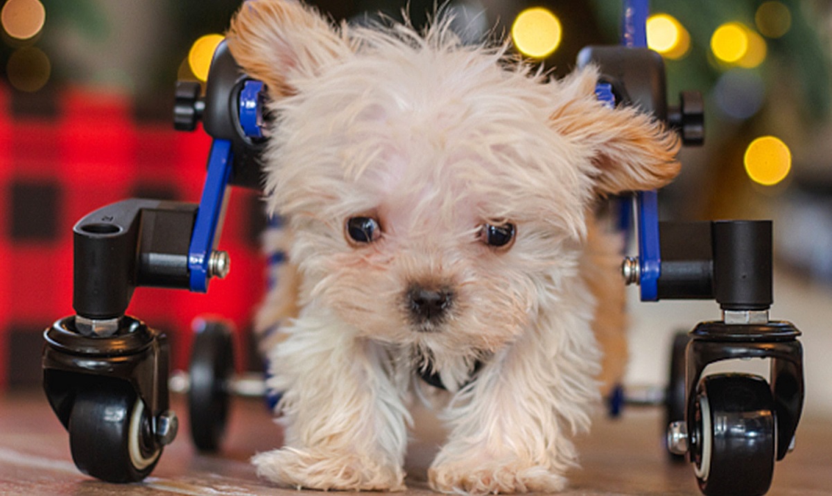Tiny Puppy Gets Custom Wheelchair and New Family for Christmas