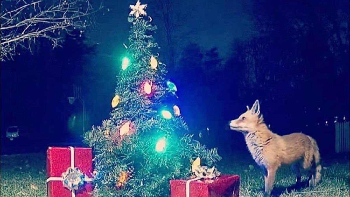 Wildlife Camera Captures Magical Photos of Animals by the Christmas Tree
