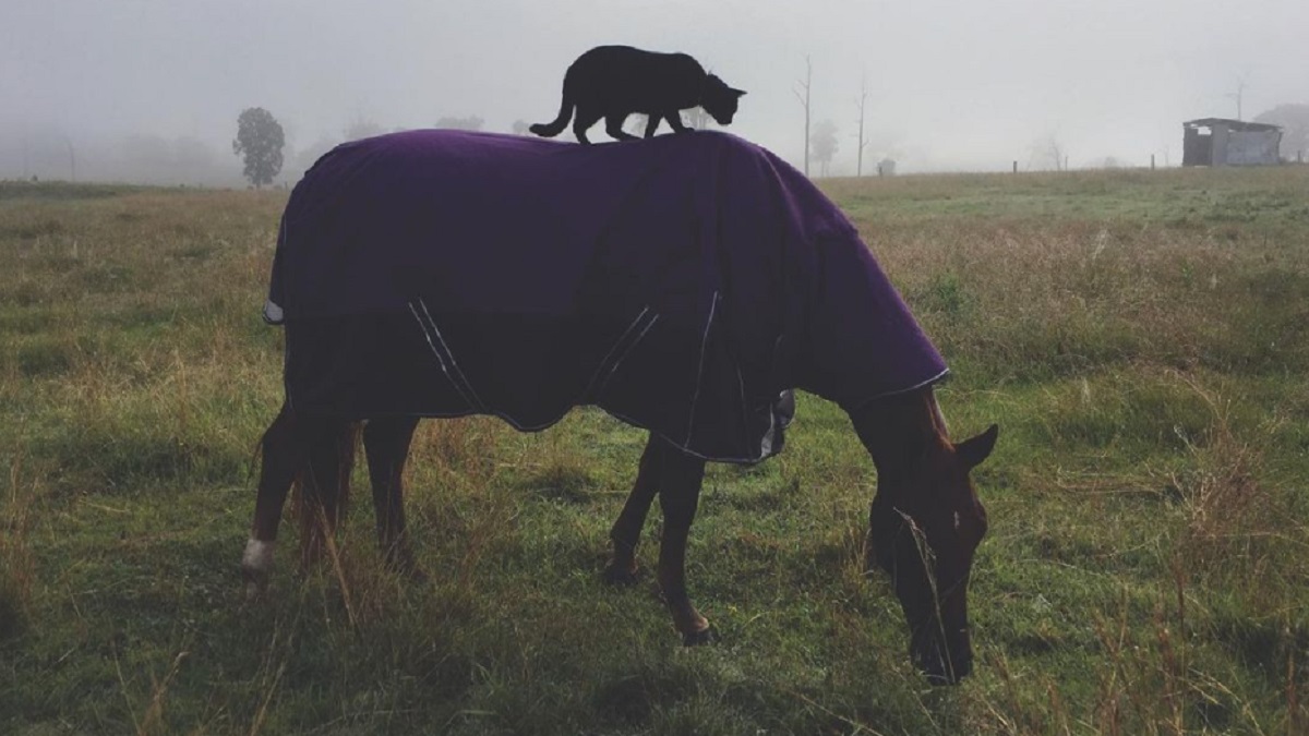 cat and horse bffs