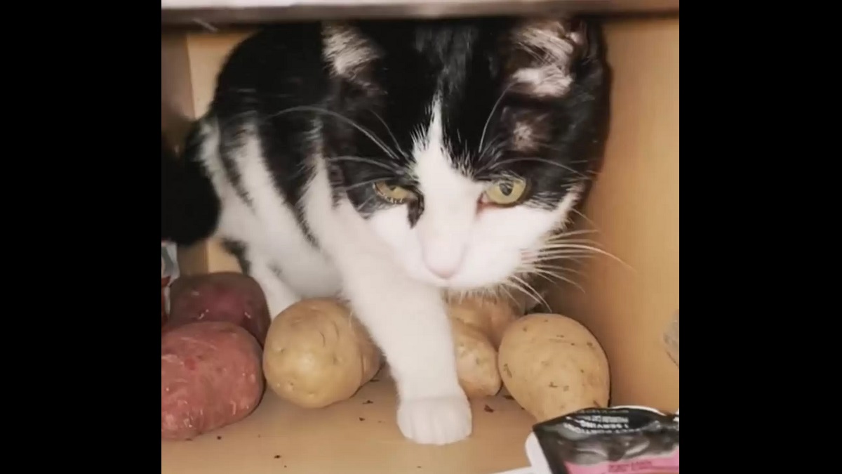cat potato cabinet