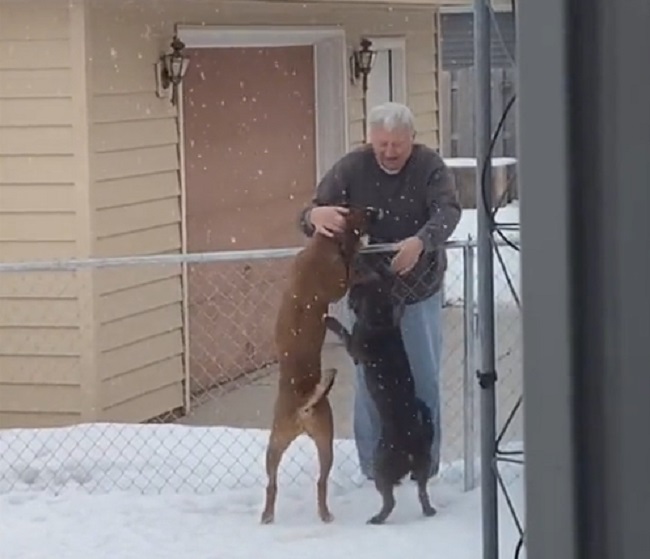 Dogs Love Greeting Good Neighbor Joe