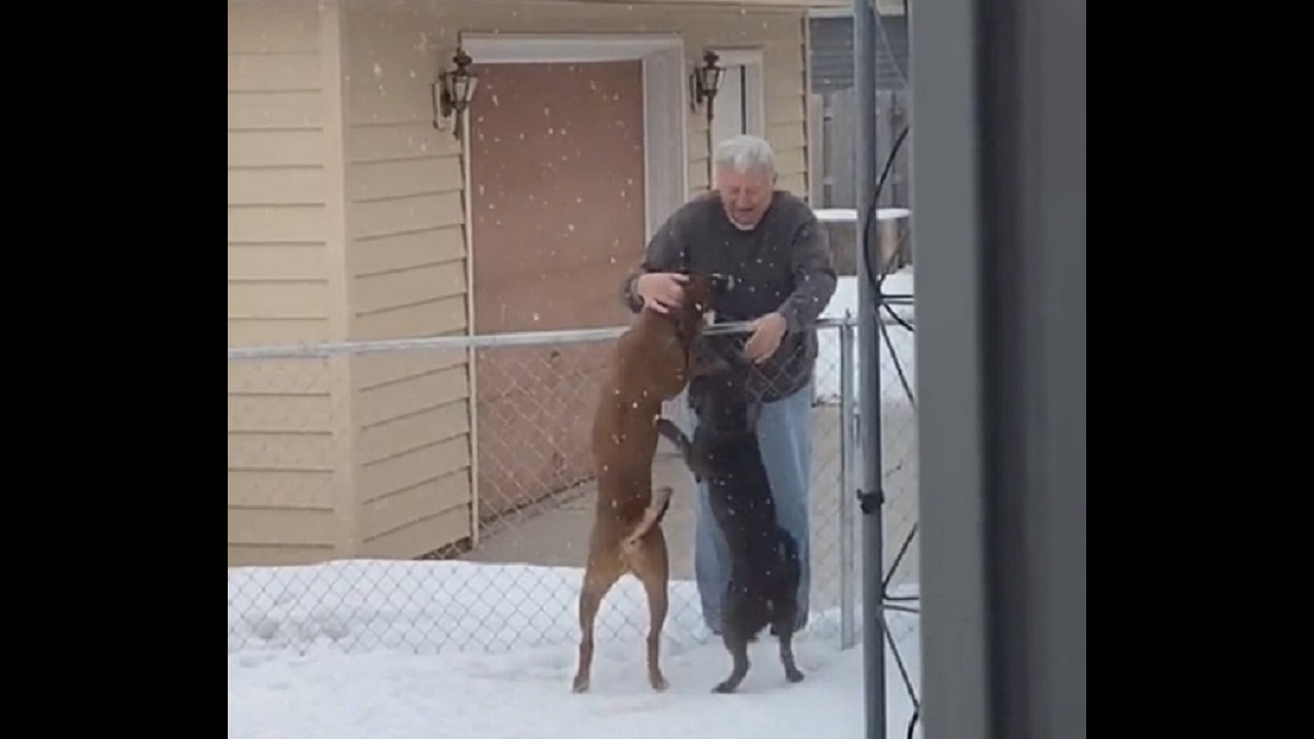 dogs love good neighbor