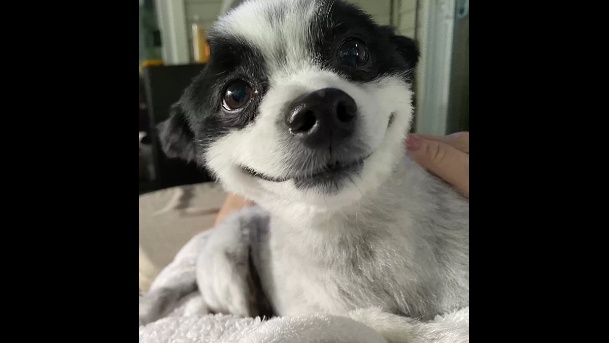 let this smiling dog brighten your day