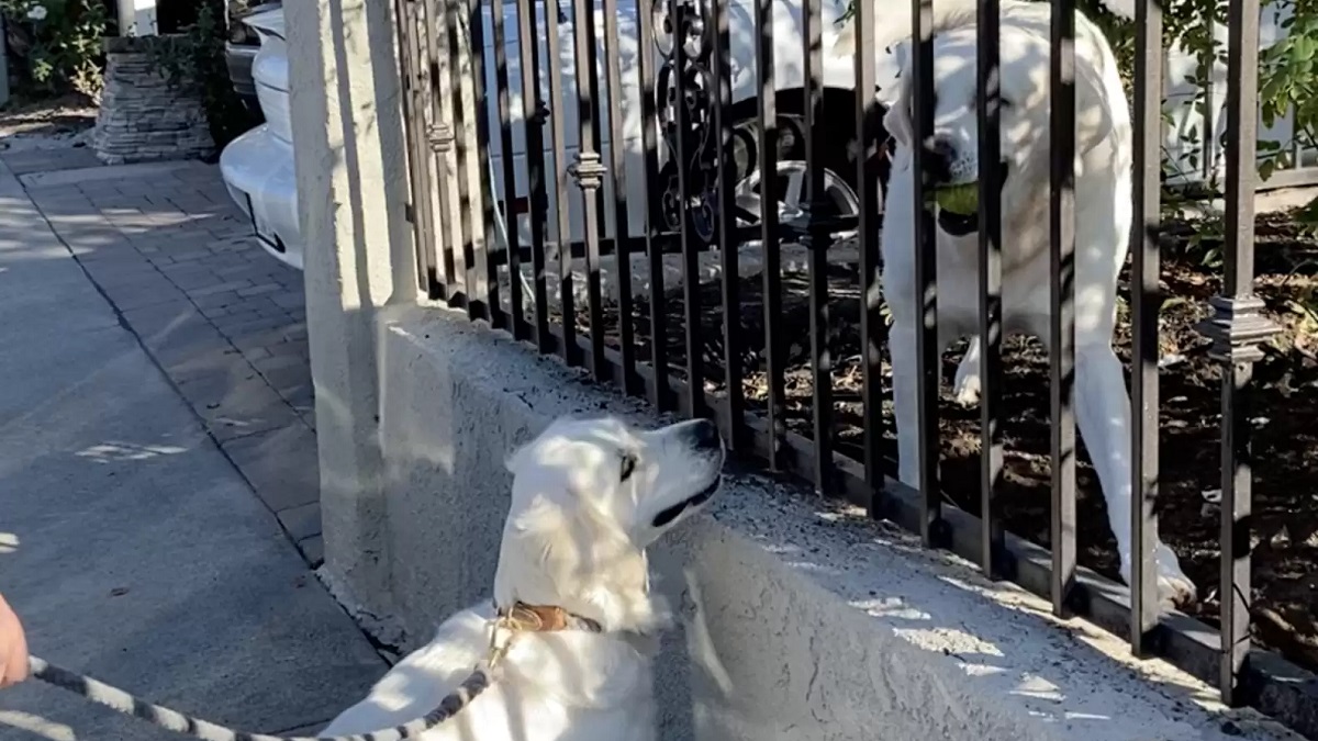 neighbor dog gifts new friend a ball