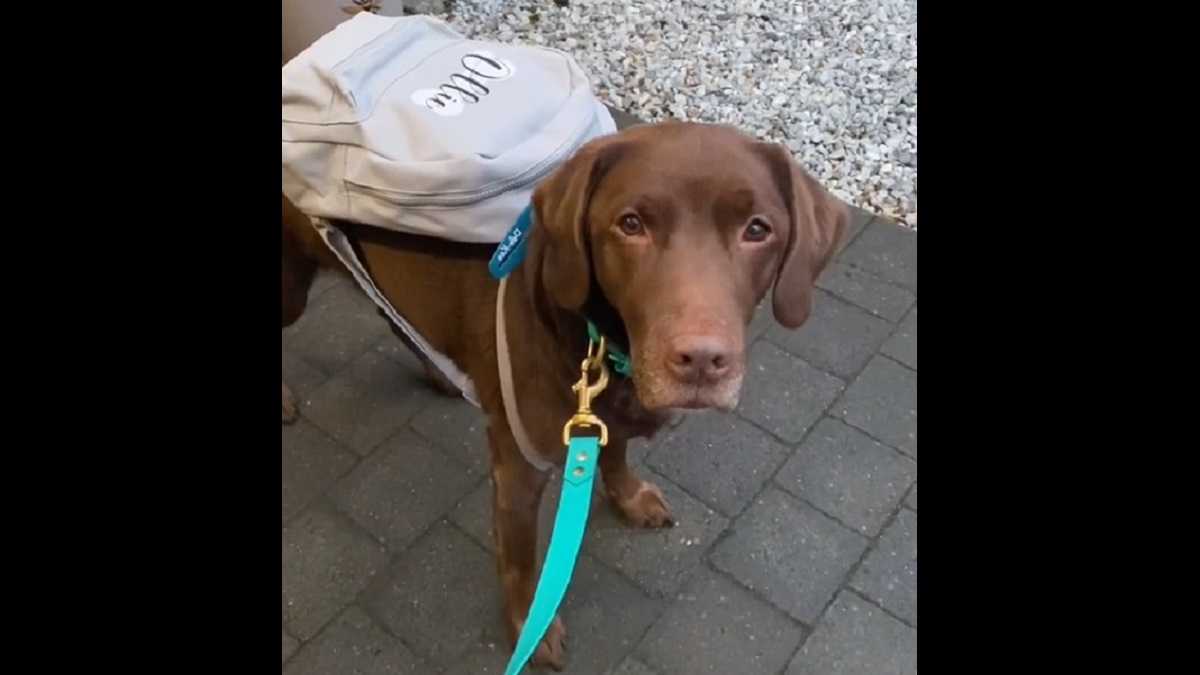 ollie the dog packs his backpack for a trip