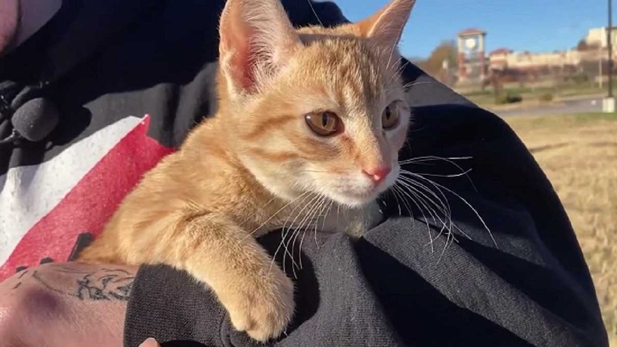 rescue kitten found at Kansas City Chiefs Stadium
