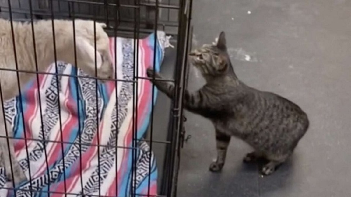 vet cat loves petting everyone