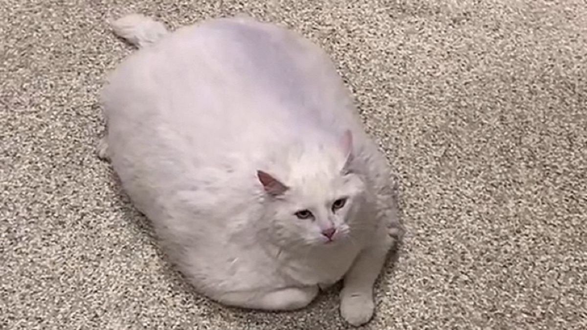 30-pound cat gets dropped off at shelter