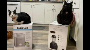 Cats claim couple's new blender before they could even open the box