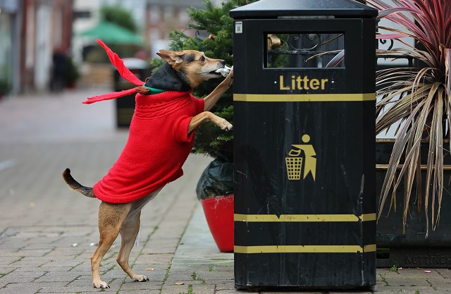 Clever Dog Cleans Up After People's Litter