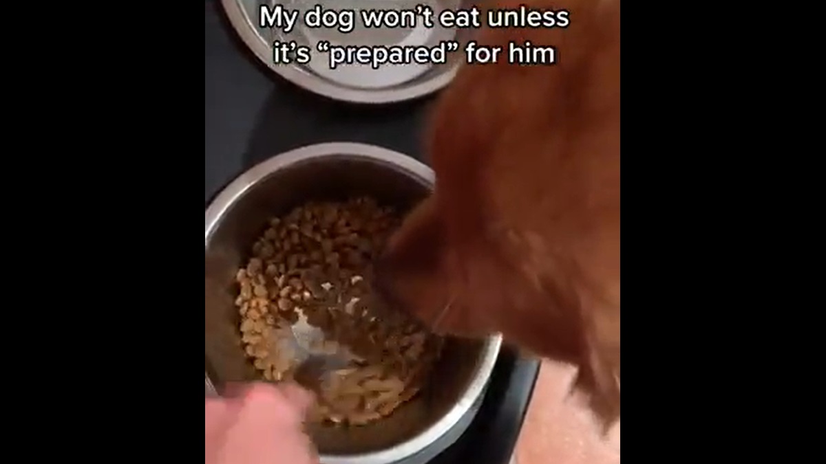 Dog needs his food stirred first or he wouldn't eat it