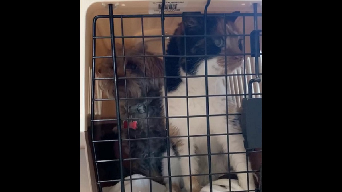 Dog surprises everyone at the vet after tagging along in cat carrier
