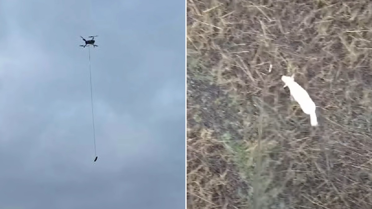 Drone dangles sausage to lure dog and save her from drowning