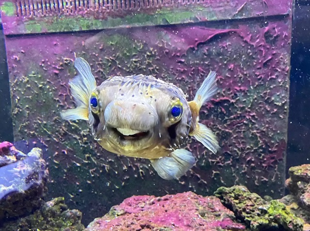 Fish Happily Shows Off New Smile After Dentist Visit