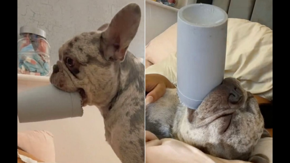 French bulldog takes plastic cup everywhere