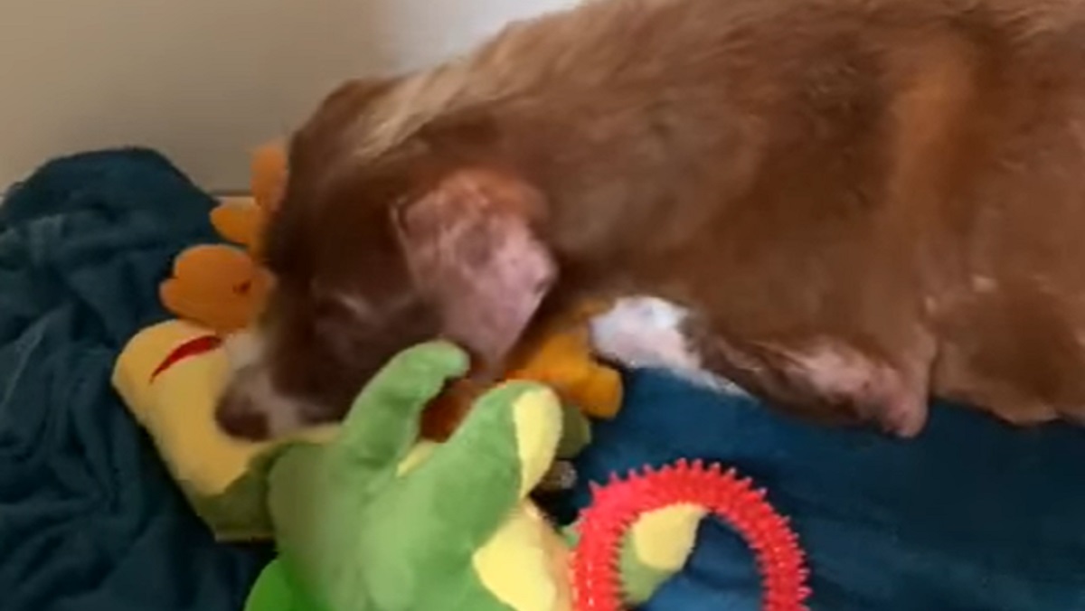 Grieving Mama Dog Treats Toys like Her Babies