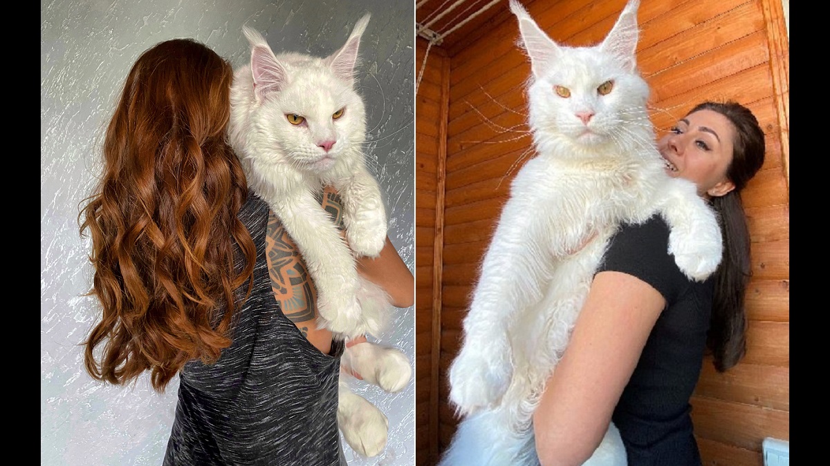 Maine Coon cat has grown so big he's mistaken for a dog