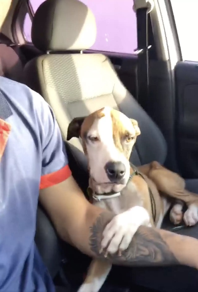 Man ends up adopting dog that came with his stolen car