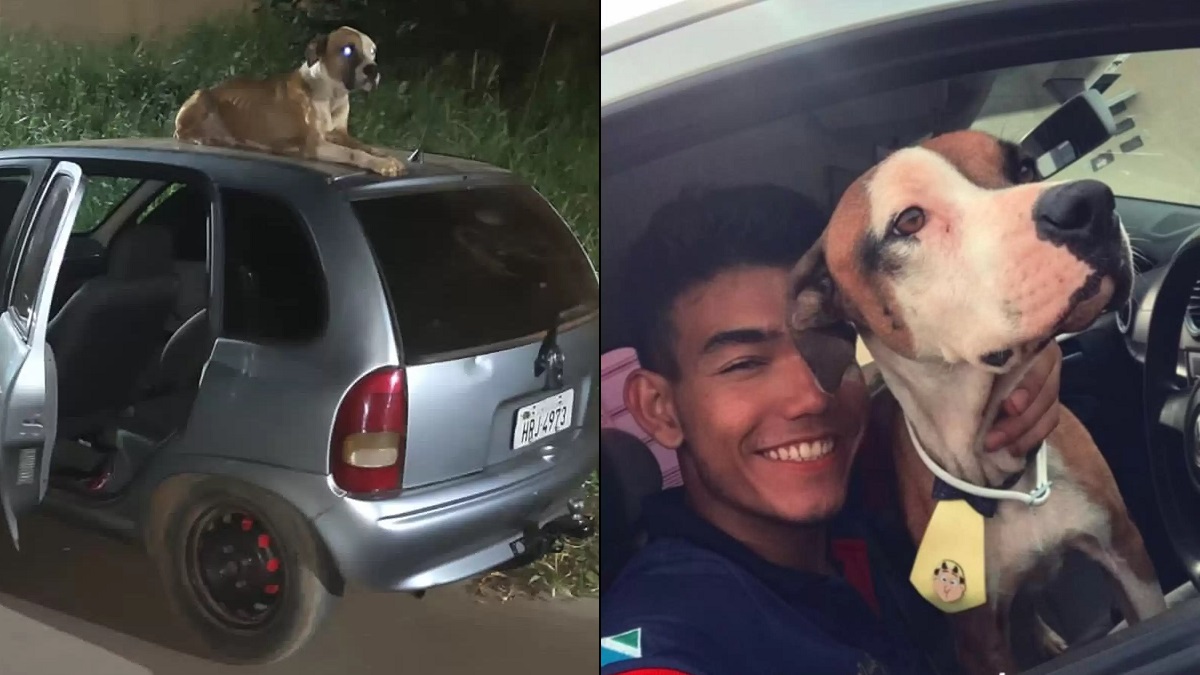 Man ends up adopting dog that came with his stolen car