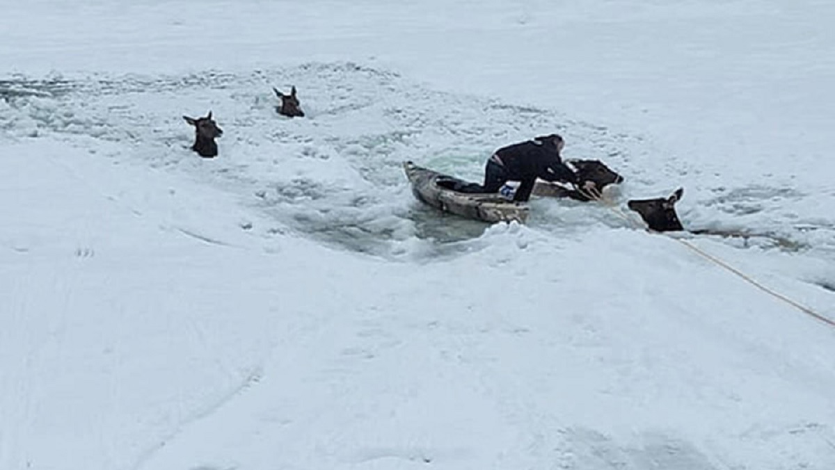 People Spend Hours Saving Trapped Elk in Icy River