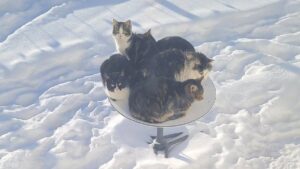 Satellite dishes become heating beds for cats searching for warmth