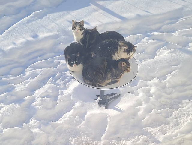 Satellite dishes become heating beds for cats searching for warmth