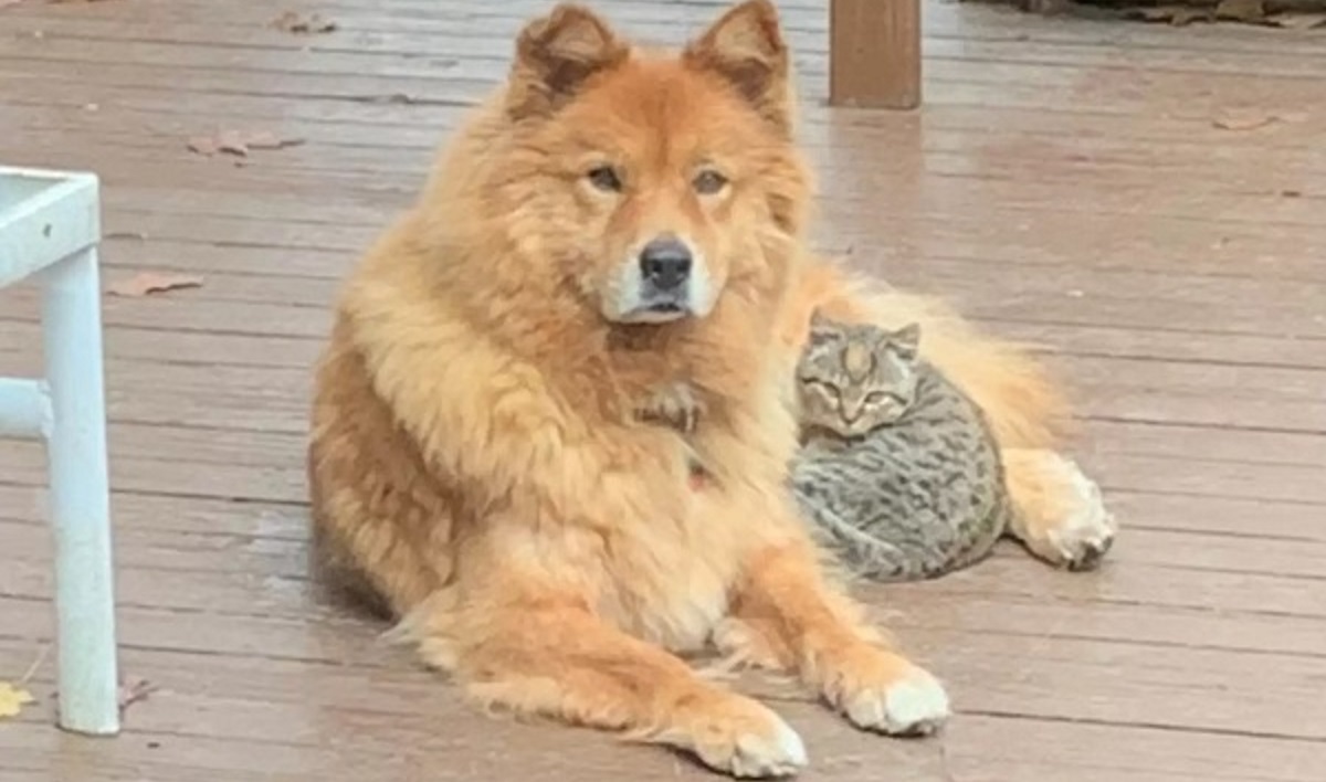 Senior Dog Befriends Feral Kitten in New Home