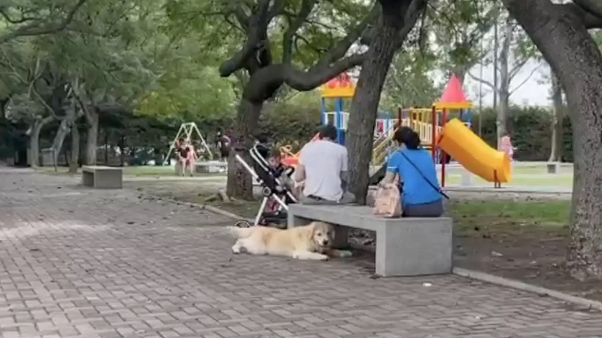 Sly dog finds a replacement family whenever it's time to leave the park