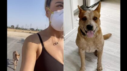 Woman Adopts Abandoned Dog who Followed her Home