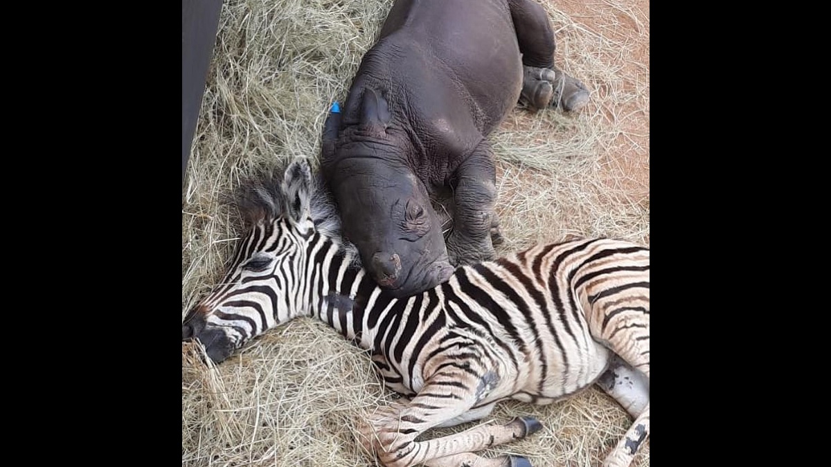 Zebra Instantly Befriends Newborn Baby Rhino