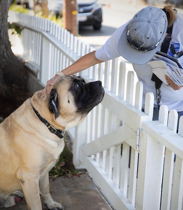 Bull mastiff loves waiting for mailwoman every day