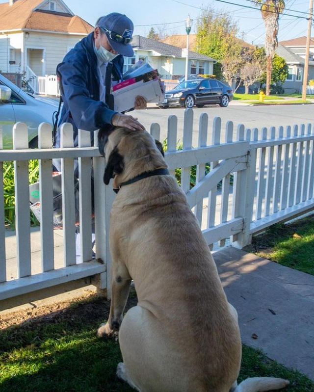 Bull mastiff loves waiting for mailwoman every day