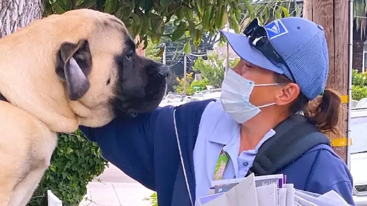 bull mastiff and best friend mailwoman