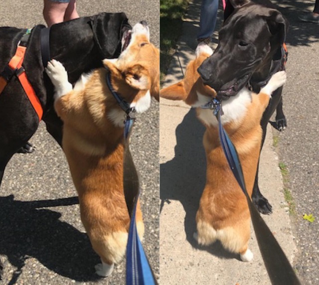 Sweet Corgi Loves Giving Hugs to Every Dog He Meets