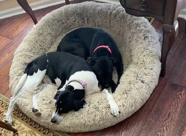 Dog becomes BFFs with Abandoned Pup She Helped Rescue