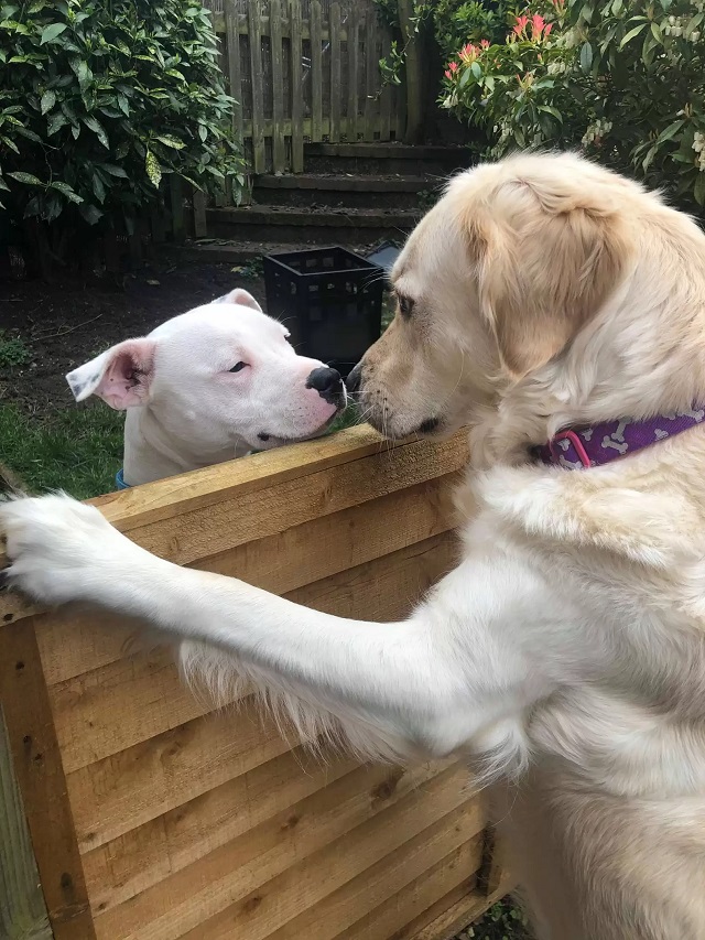 Sweet Love Story Unfolds between Two New Dog Neighbors