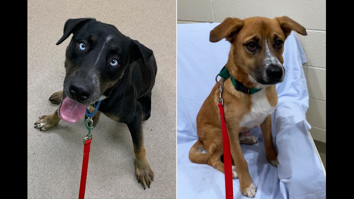 dogs saved from being euthanized
