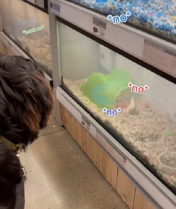 Pup Tries to Befriend Guinea Pigs but ends up Scaring them