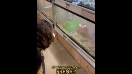 friendly dog scares off guinea pigs with bark