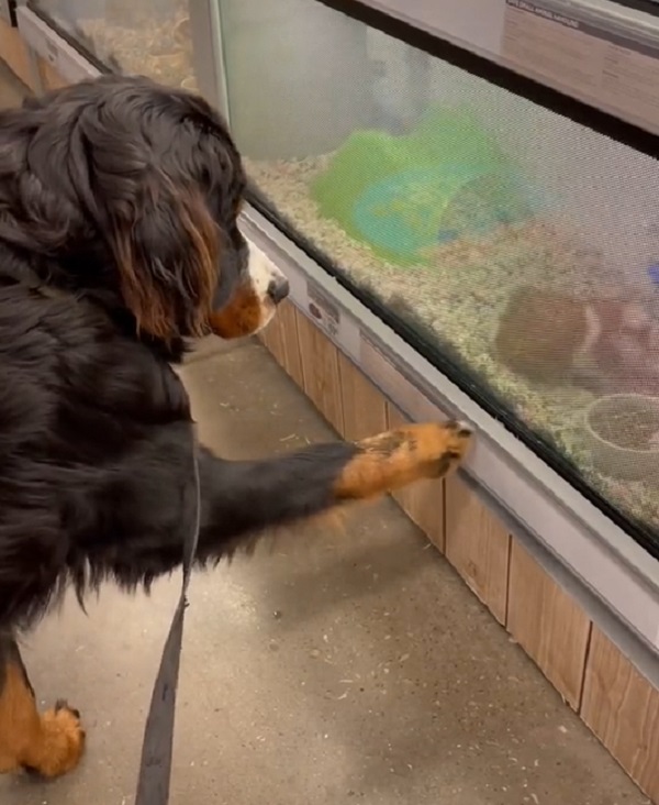 Pup Tries to Befriend Guinea Pigs but ends up Scaring them