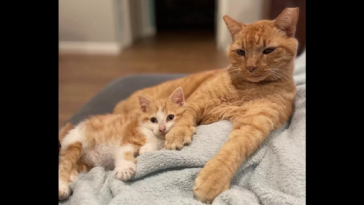 outdoor cat snuggles and protects foster kitten